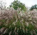 miscanthus-flamingo-aut.webp