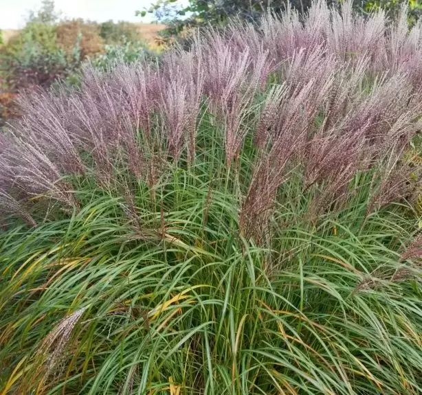 miscanthus-flamingo-1.webp