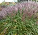 miscanthus-flamingo-1.webp
