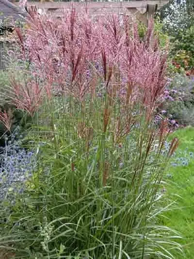 miscanthus-flamingo-2.webp