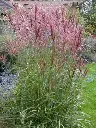 miscanthus-flamingo-2.webp