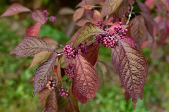 Callicarpa bodinieri Profusion-AdobeStock_1022224921.webp