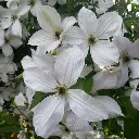 Clematis Forever Friends-2.webp