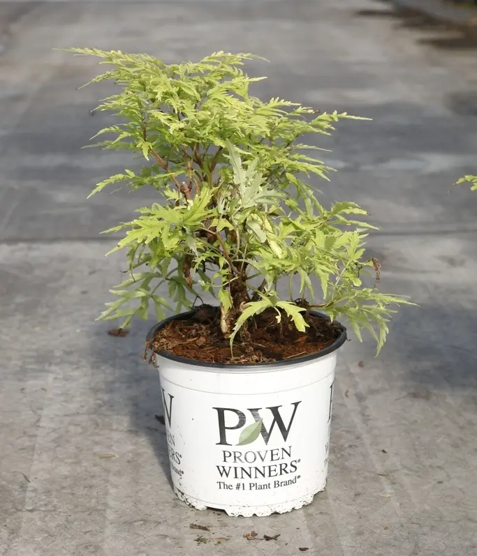 Sambucus racemosa Lemony Lace -pot-c3.webp