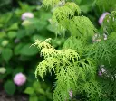 Sambucus racemosa Lemony Lace -2.webp
