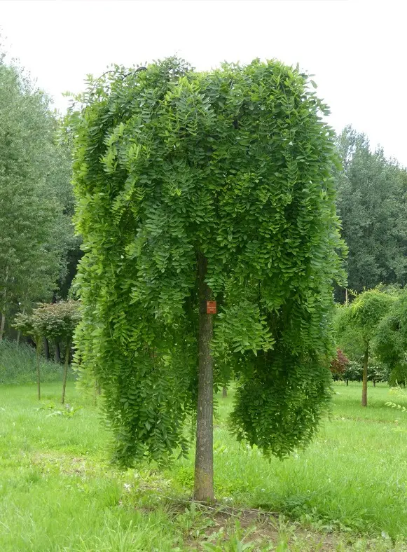 Sophora japonica Pendula.webp