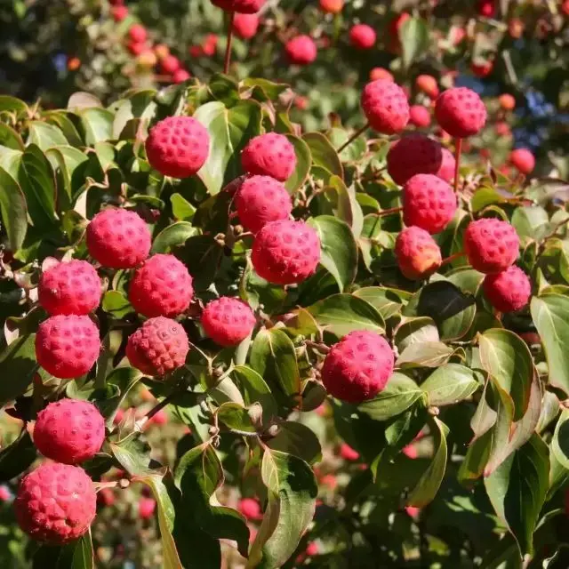 cornus-kousa-chinensis-fruits.webp