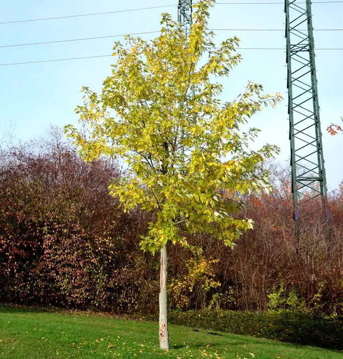 Acer saccharinum Laciniatum Wieri-AdobeStock_391539748.webp