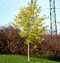 Acer saccharinum Laciniatum Wieri-AdobeStock_391539748.webp