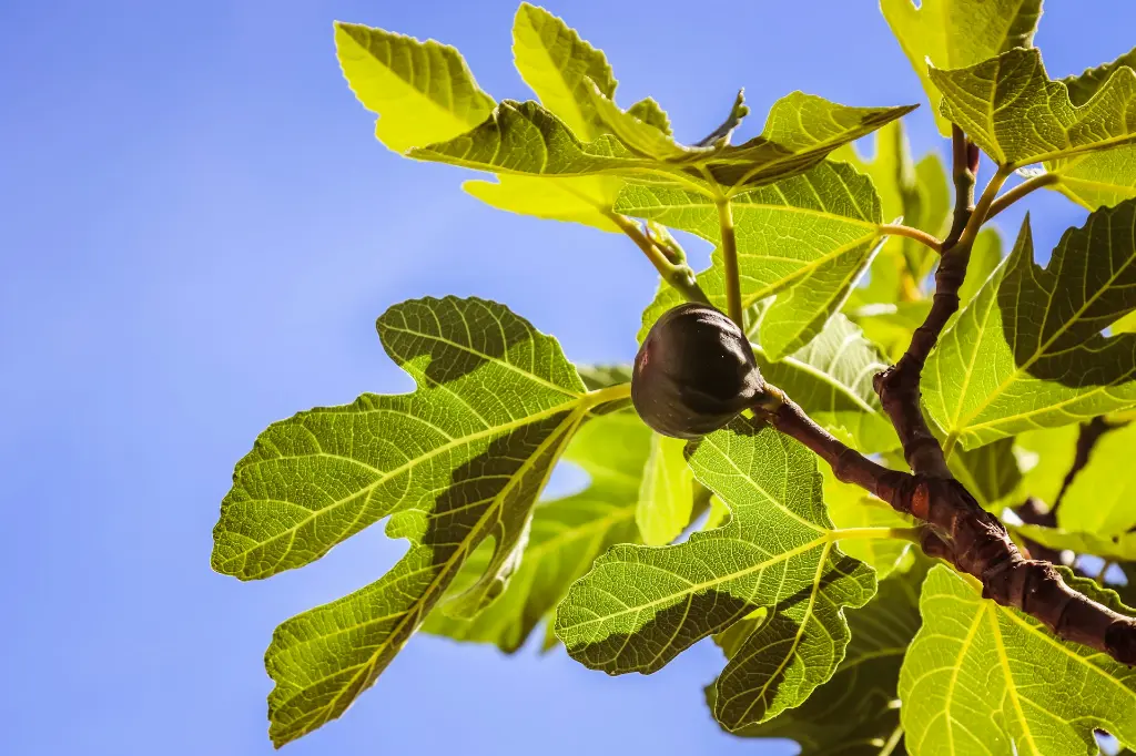 unsplash_djfmvVY-7aE_ficus.webp