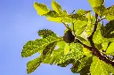 unsplash_djfmvVY-7aE_ficus.webp