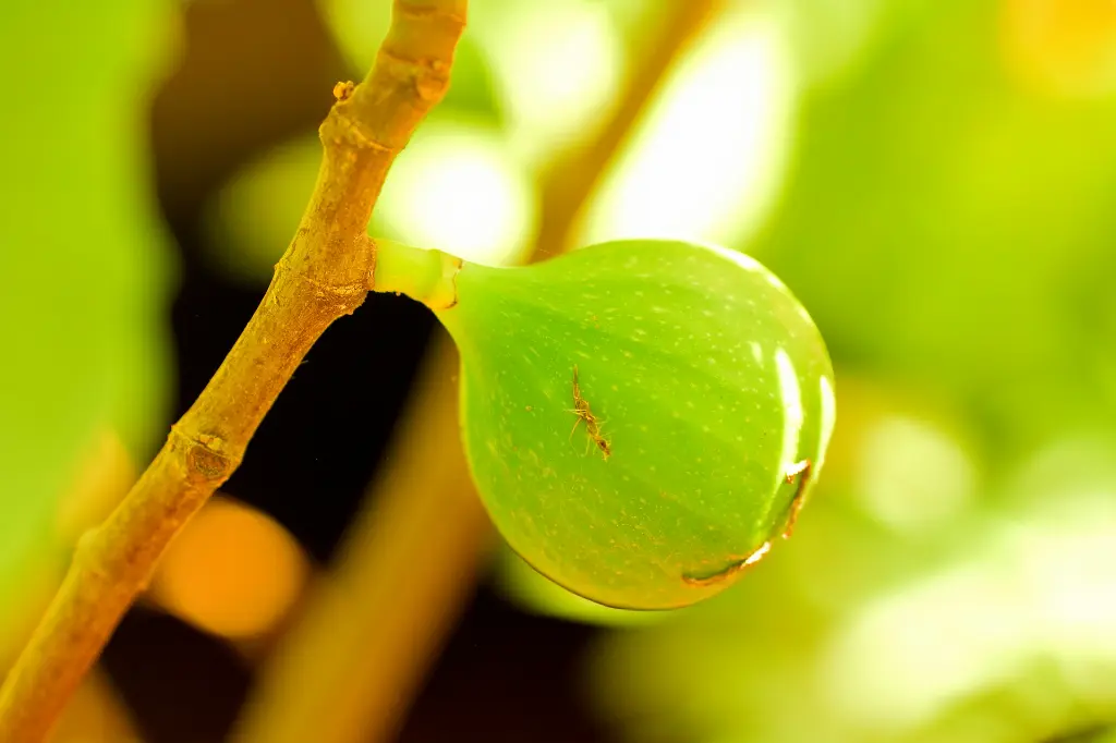 unsplash_qmzW_ptM5Sg_figue.webp