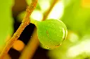 unsplash_qmzW_ptM5Sg_figue.webp