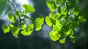 unsplash_xYu-SITpzk4_ginkgo.webp