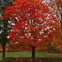 Quercus rubra -3.webp