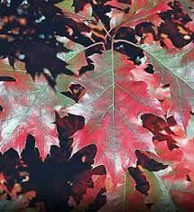 Quercus rubra -1.webp