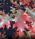 Quercus rubra -1.webp