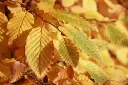carpinus-feuilles.webp