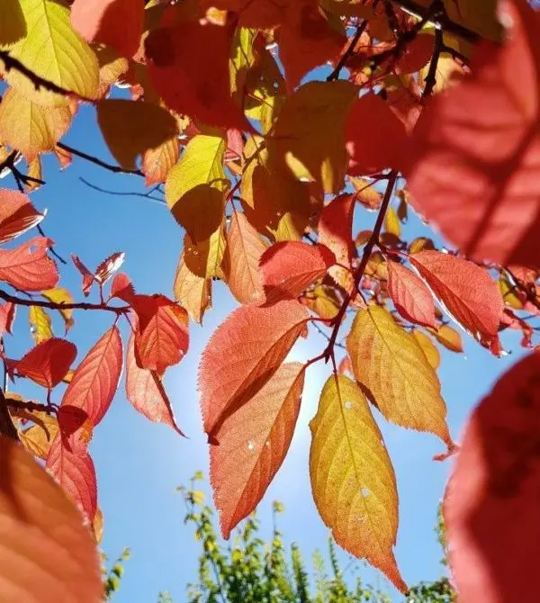 Prunus Yoshino Pendula -aut-2.webp