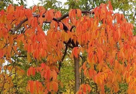Prunus Yoshino Pendula -aut.webp