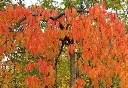 Prunus Yoshino Pendula -aut.webp