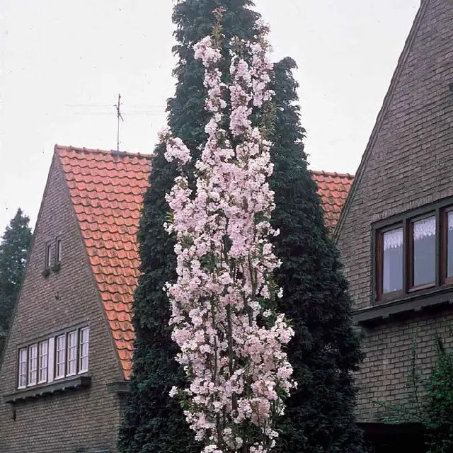 Prunus serrulata Amanogawa-2.webp