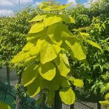 Catalpa bignonioides Aurea-feuilles2.webp
