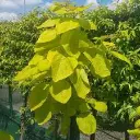Catalpa bignonioides Aurea-feuilles2.webp