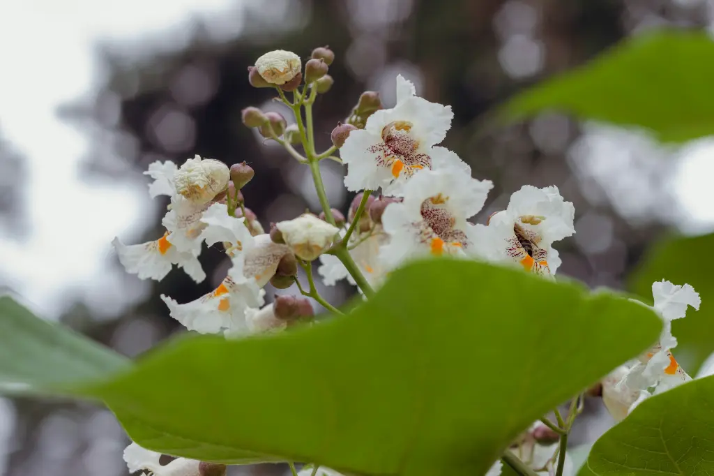 unsplash_UGsTkFimXqo_catalpa.webp