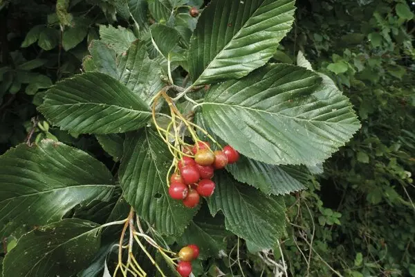 Sorbus aria Lutescens-fruits.webp
