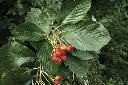 Sorbus aria Lutescens-fruits.webp