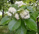 Sorbus aria Lutescens-2.webp