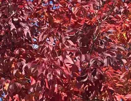 Fraxinus angustifolia Raywood-2.webp