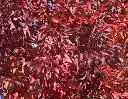 Fraxinus angustifolia Raywood-2.webp
