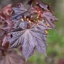Acer platanoides Crimson King -feuill.webp
