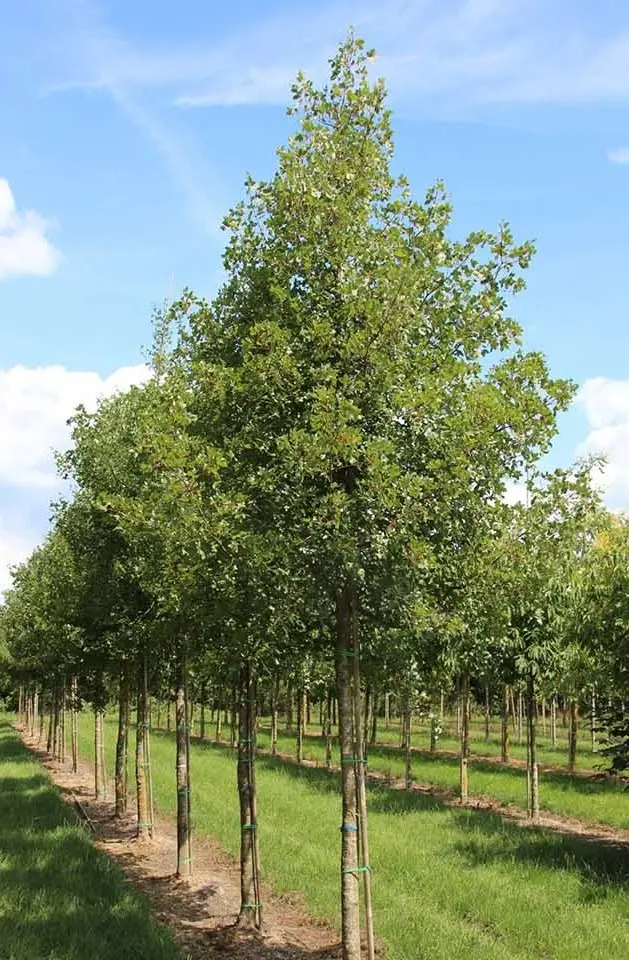 Acer monspessulanum.webp