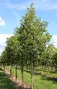 Acer monspessulanum.webp