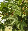 Acer monspessulanum-bis.webp