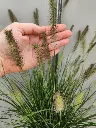 Pennisetum alopecuroides Hameln-20250906_144843.webp