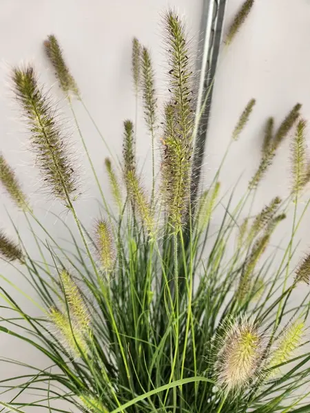 Pennisetum alopecuroides Hameln-20250906_144830.webp