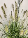 Pennisetum alopecuroides Hameln-20250906_144830.webp