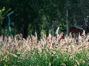 unsplash_PiKVgr9hut8_PENNISETUM.webp