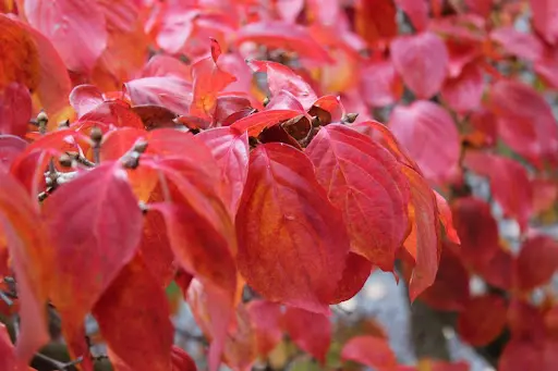 Cornus kousa Claudia-aut.webp