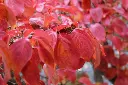 Cornus kousa Claudia-aut.webp
