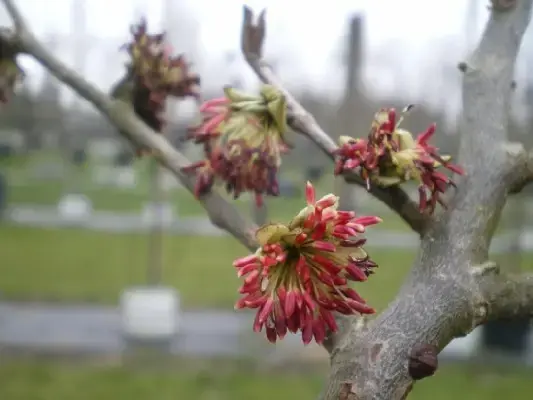 Parrotia persica -fleurs.webp