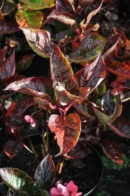 Hydrangea mac Merveille Sanguine-2.webp