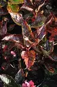 Hydrangea mac Merveille Sanguine-2.webp