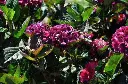 Hydrangea mac Merveille Sanguine-1.webp