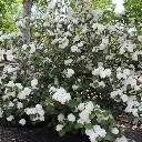 Viburnum plicatum Rotundifolia-2.webp