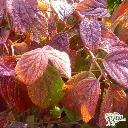 Viburnum plicatum Rotundifolia-3.webp